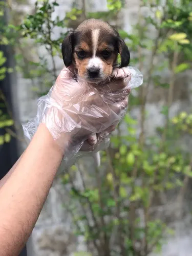 Seu Beagle com Todo o Cuidado que Ele Merece
