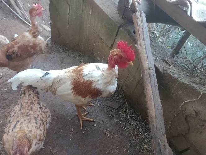 Frango 
