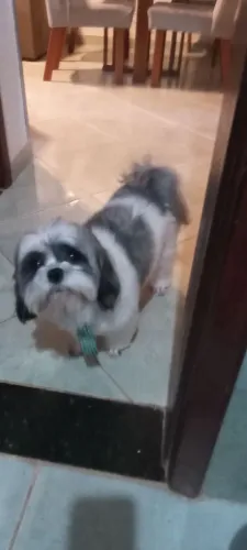 Shitzu macho adulto 