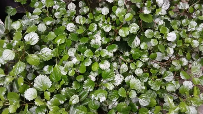 Mudas de samambaia, amora, árvore guarda chuva, abacateiro, manga