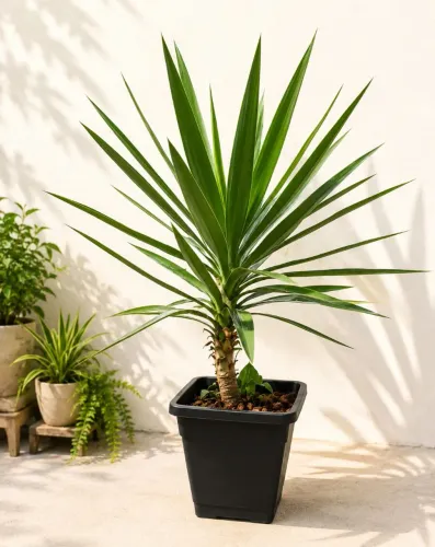 Palmeira yucca