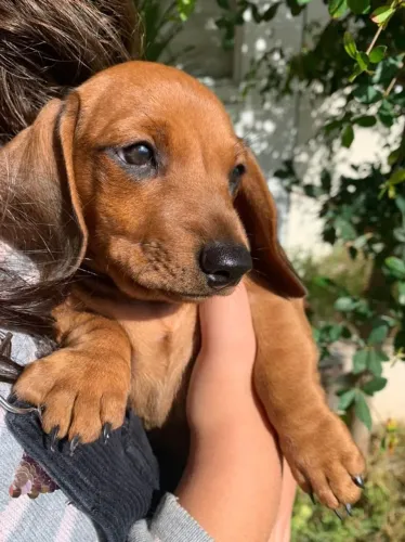 Basset Mini Macho e Fêmea - Aceito cartão!