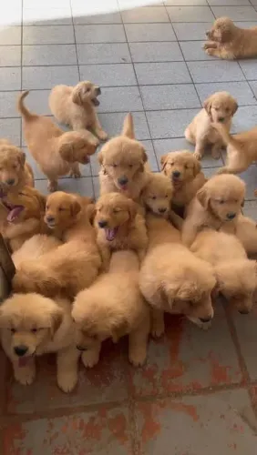 Doação responsável filhotes de Golden 