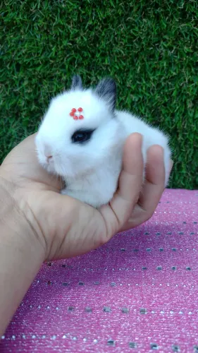 Netherland dwarf linhagem importada 