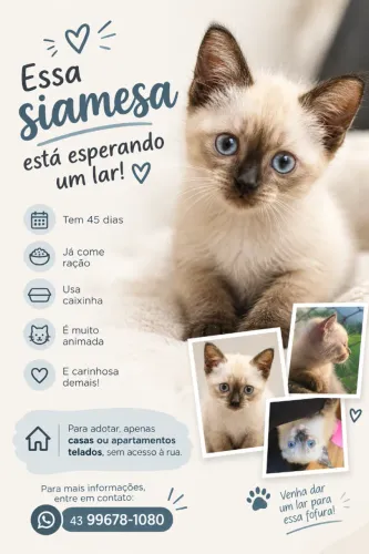 Gatos para doação