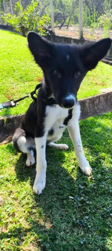 Border collie Macho filhote