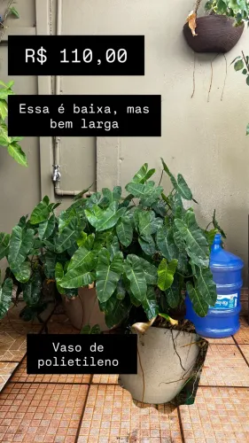 Plantas 