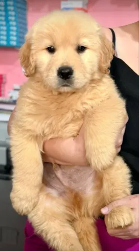 FILHOTE GOLDEN RETRIVER