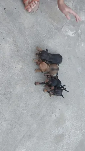 Cachorro pinscher 1