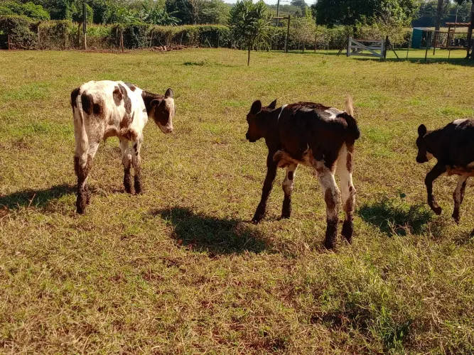 Vendo bezerros desmamado com 4 meses