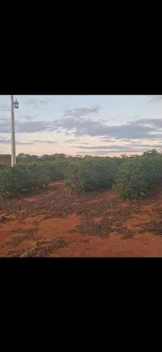 Sítio com 1200 pés de café produzindo/ Casa semi pronta