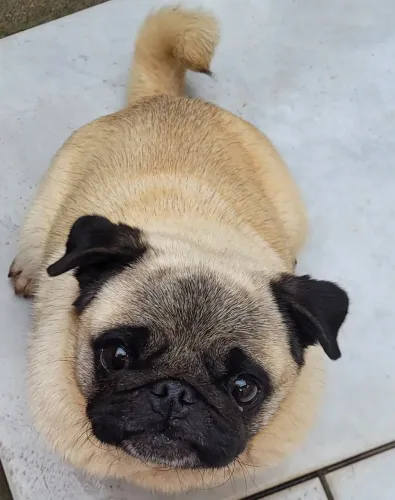 Pug Fêmea