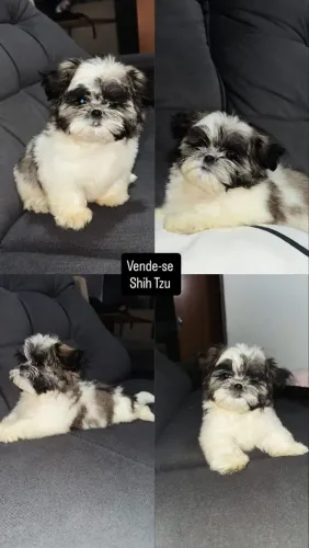 Filhote de Shih Tzu