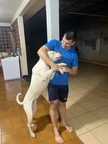Dogo Argentino 