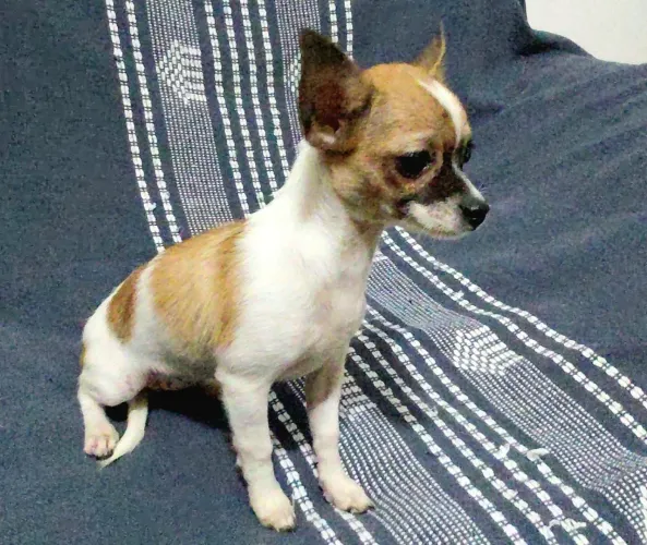 Chihuahua nasceu 17 de abril toda vacinada