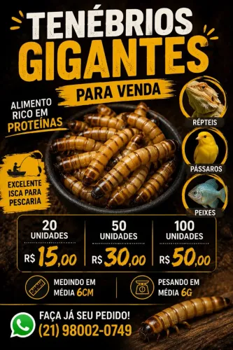 Tenébrios Gigante para aves, peixes e répteis.
