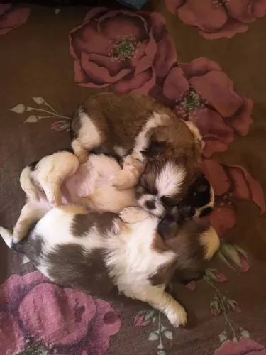 OPORTUNIDADE PET SHOP