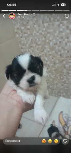 Shih tzus macho
