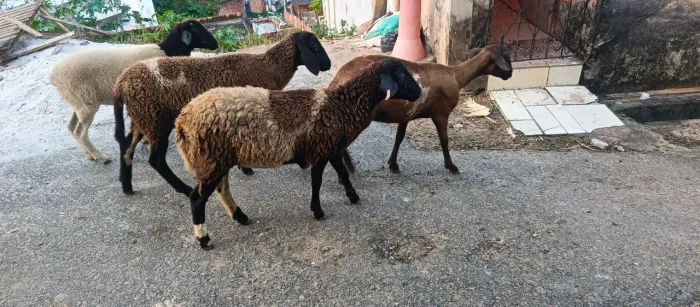 Ovelha /carneiro