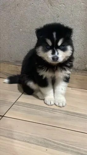 Husky siberiano