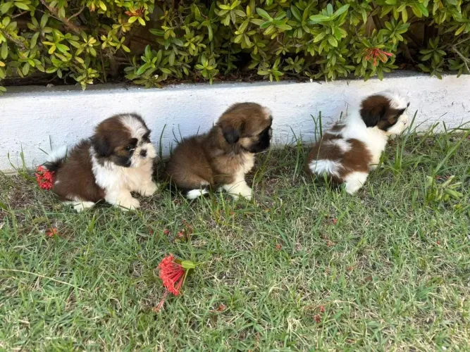 Shih Tzu um mini amor pronto para fazer morada 