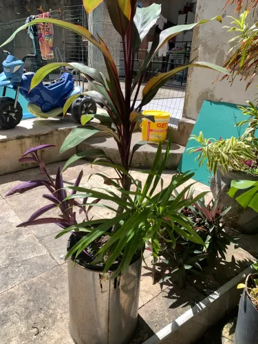 Plantas para jardim