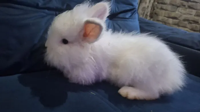 COELHO LIONHEAD