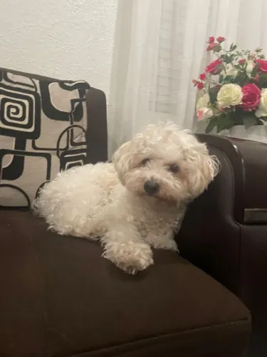 Poodle Toy
