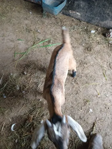 Vendo FILHOTES DE CABRITO