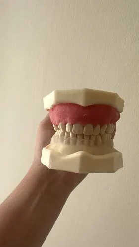 Manequim de Periodontia Orais