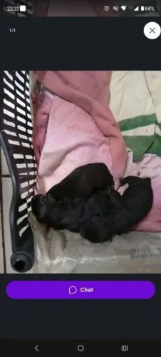 Doação 3 cachorro macho filhote 