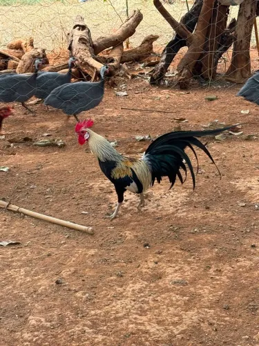 Galo fenix. Faço troca ,manda sua proposta.