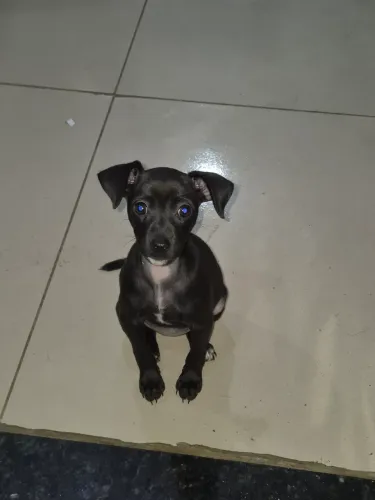 Doa-se pinscher fêmea de 2 meses