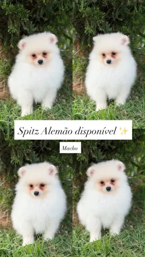 Spitz Alemão