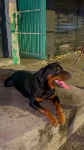 Rottweiler 3 anos 