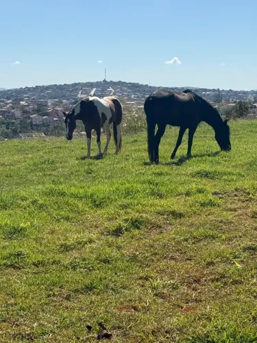 Cavalo Mangalarga MB
