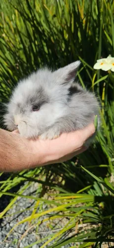 Coelhos Mini Lion