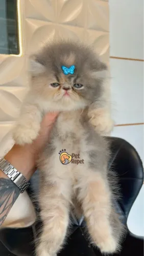 Gata Persa Tricolor fêmeas