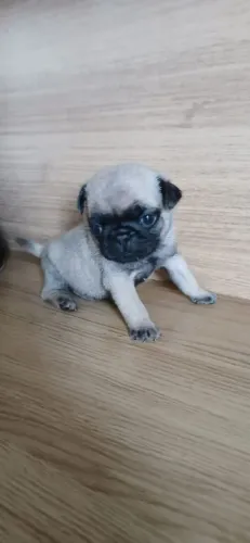 PUG