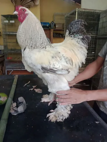 Galo bhrama