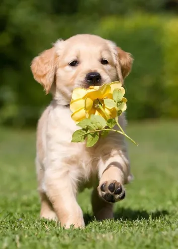 Golden Retriever O presente que conquista logo no primeiro abraço