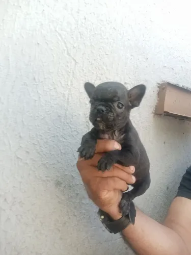 Bulldog francês excelente ninhada