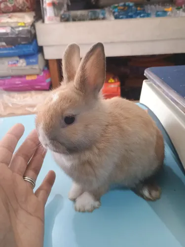 Vendo filhote de Mini coelho
