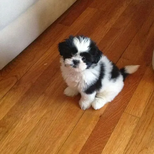 Filhote shihtzu fêmea original
