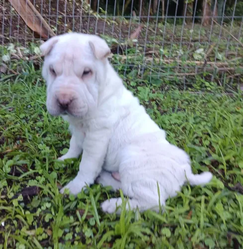 Shar pei mega enrrugado raridade
