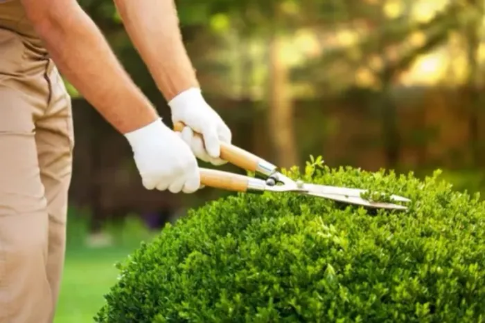 Jardinagem Especializada ? Manutenção, Limpeza e Paisagismo