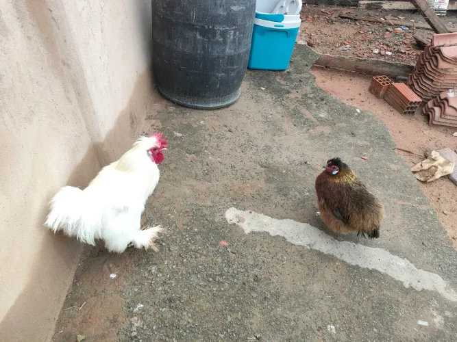 Casal de galinha 