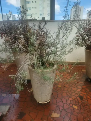 Vaso de Planta de Alecrim