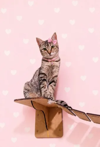 Gatinha fêmea Adoção Responsável 