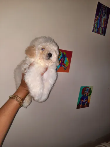 Poodle machos micro toy em promoção!